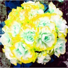 Yellow Geranium Flower Seeds