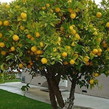 Ponderosa Lemon Seeds