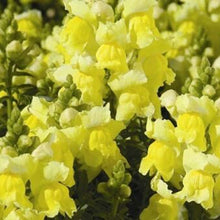 Dwarf Snapdragon Seeds - Yellow