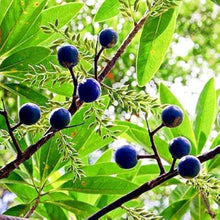 Rudraksha Seeds