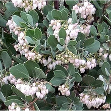 Whiteleaf Manzanita Seeds