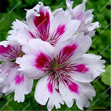 Violet Geranium Flower Seeds