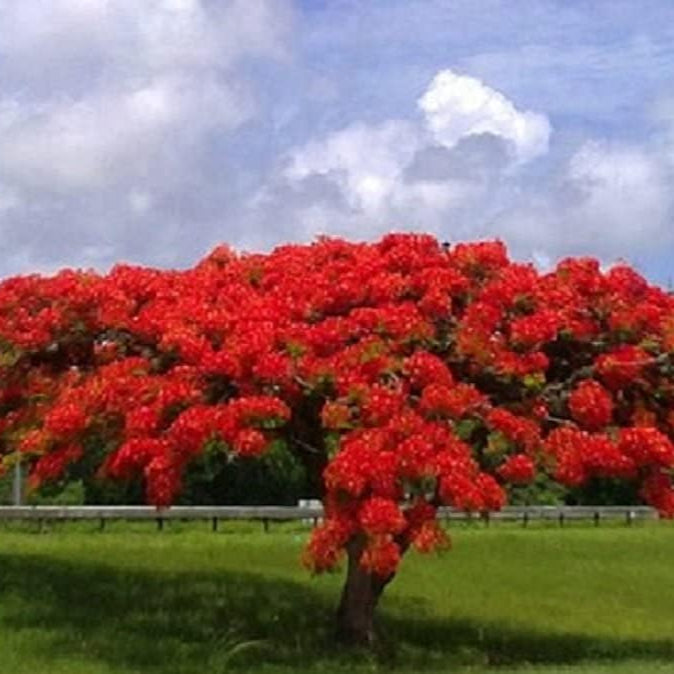 Royal Poinciana Seeds