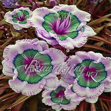 Hybrid Daylily Seeds