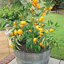 Bonsai Orange Tree Seeds