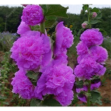 Sky Blue Hollyhock Flower Seeds