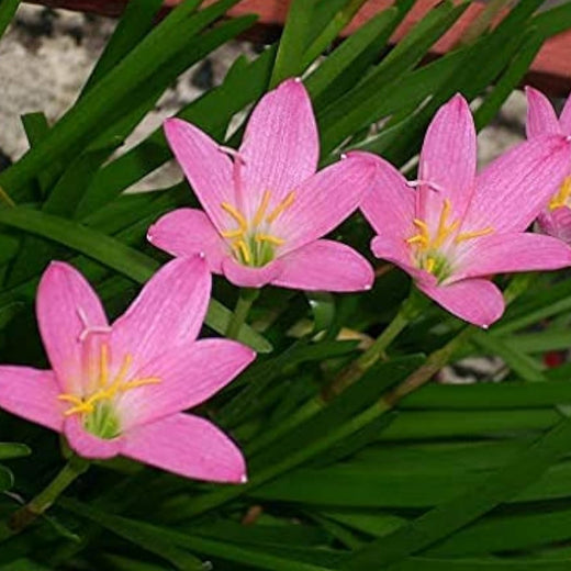 Pink Rain Lily Seeds