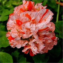 Garden Geranium Flower Seeds