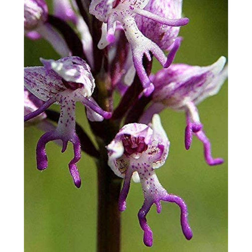 Naked Man Orchid Seeds