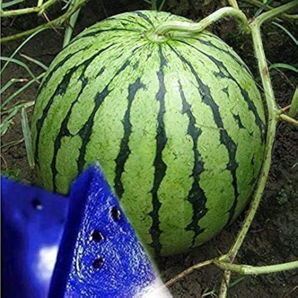 Blue Watermelon Fruit Seeds up to 50%