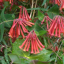 Coral Honeysuckle Seeds