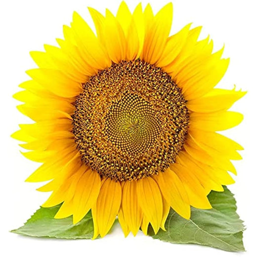Giant Sunflower Seeds