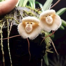 Monkey Face Orchid Seeds
