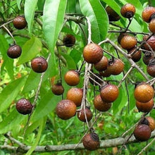 Soapberry Seeds