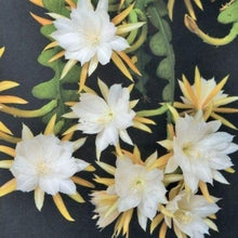 Fishbone Cactus Seeds