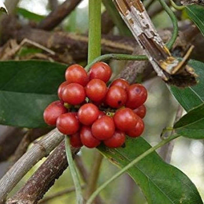 Ya-Nang Exotic Plant Seeds up to 50%