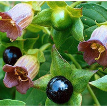 Belladonna Seeds
