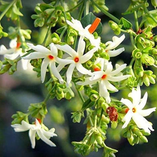 Queen of the Night Jasmine Seeds