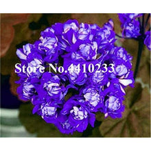Yellow Geranium Flower Seeds
