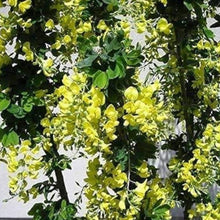 Yellow Laburnum Seeds