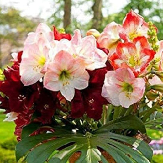 Amaryllis Flower Seeds