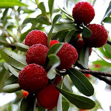 Yangmei Seeds