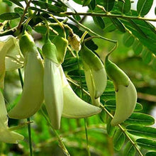 Sesbania Grandiflora Tree Seeds