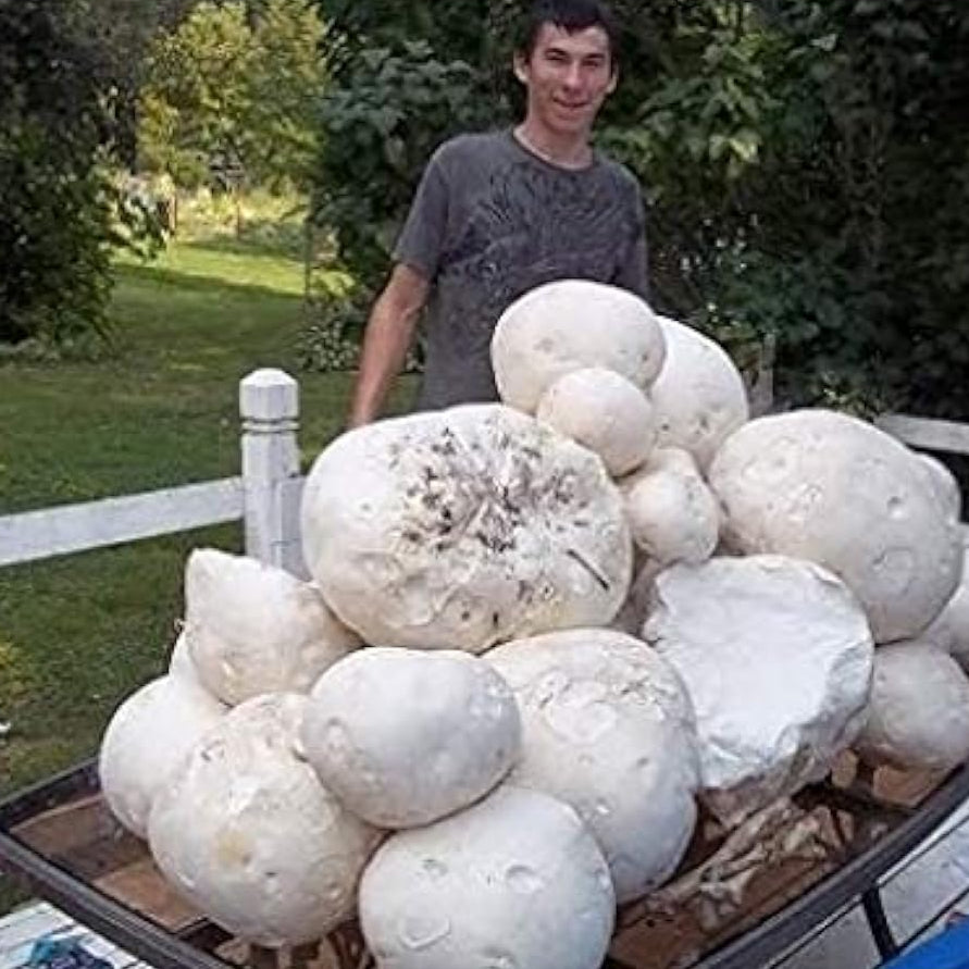 Giant Puffball Mushroom Spores up to 50%