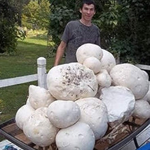 Giant Puffball Mushroom Spores