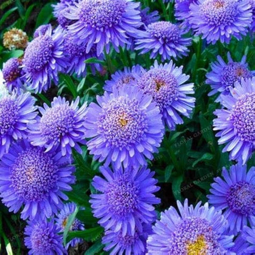 Blue Chrysanthemum Seeds
