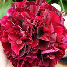 Geranium Seeds - Mixed Colors
