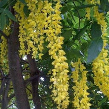 Yellow Laburnum Seeds