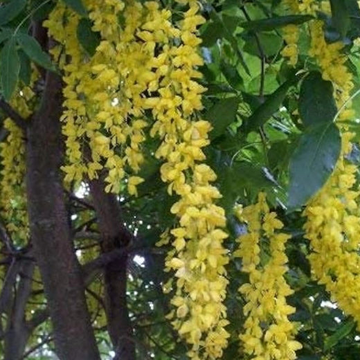 Yellow Laburnum Seeds