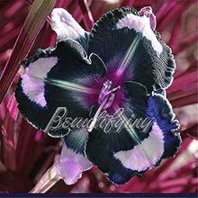 Hybrid Daylily Seeds