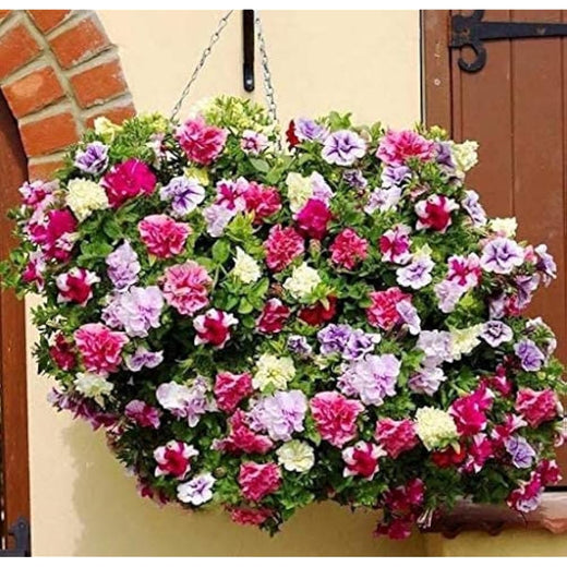 Mixed Petunia Seeds