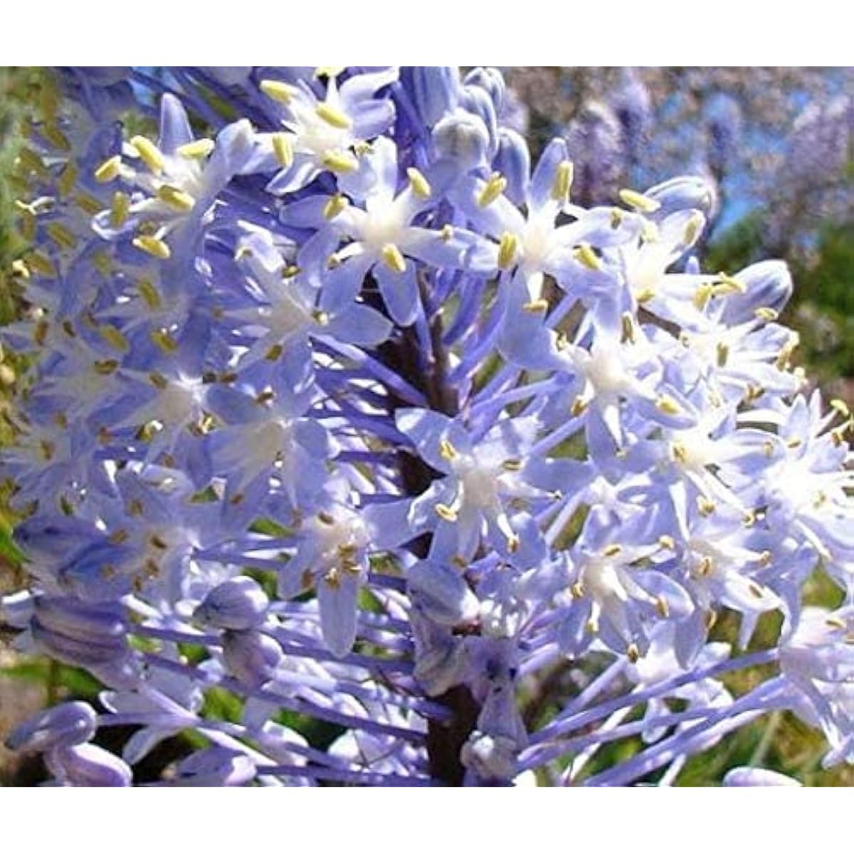 Merwilla Plumbea Seeds ¨C up to 50%