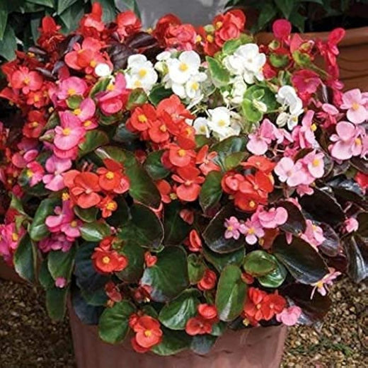 Mixed Begonia Flower Seeds