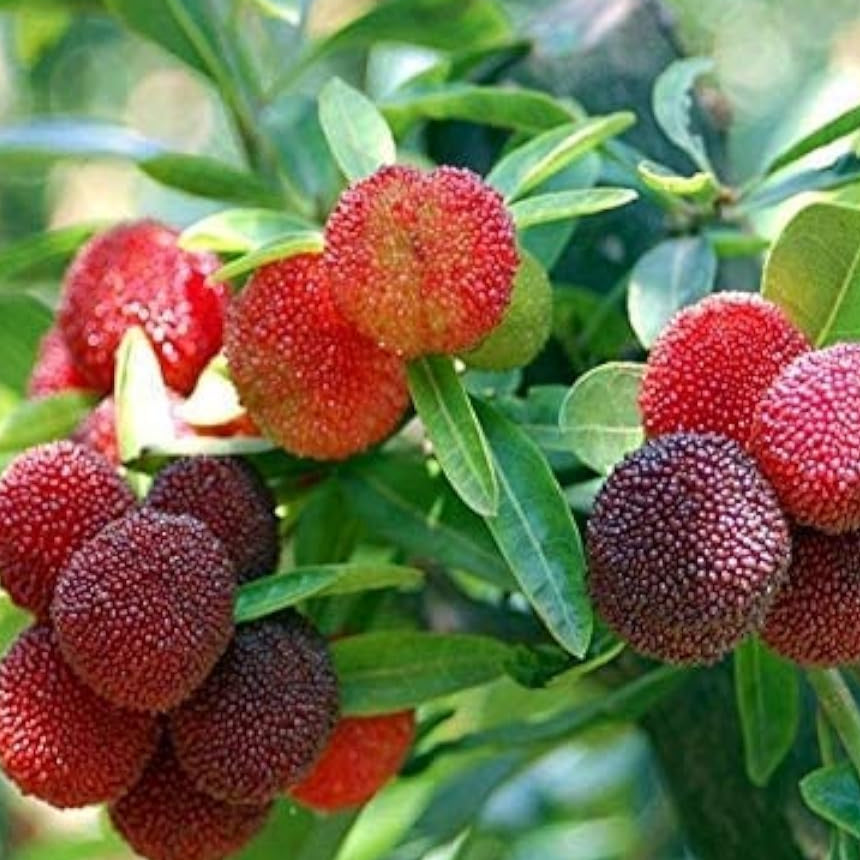 Sweet Red Bayberry Seeds up to 50%