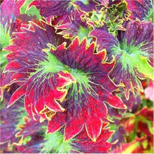 Coleus Seeds