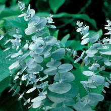 Silver Dollar Eucalyptus Seeds