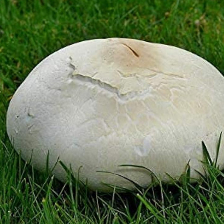 Giant Puffball Mushroom Spores up to 50%