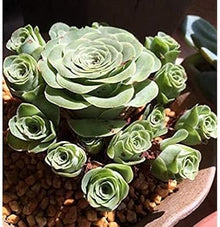 Mountain Rose Succulent Seeds