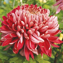 Chrysanthemum Flower Seeds