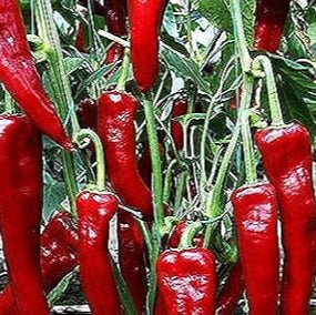 Turkish Hot Pepper Seeds up to 50%