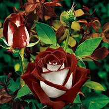 Osiria Rose Flower Seeds