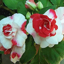 Double Camellia Impatiens Seeds
