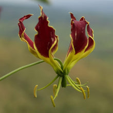 Flame Lily Seeds