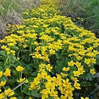 Marsh Marigold Flower Seeds up to 50%