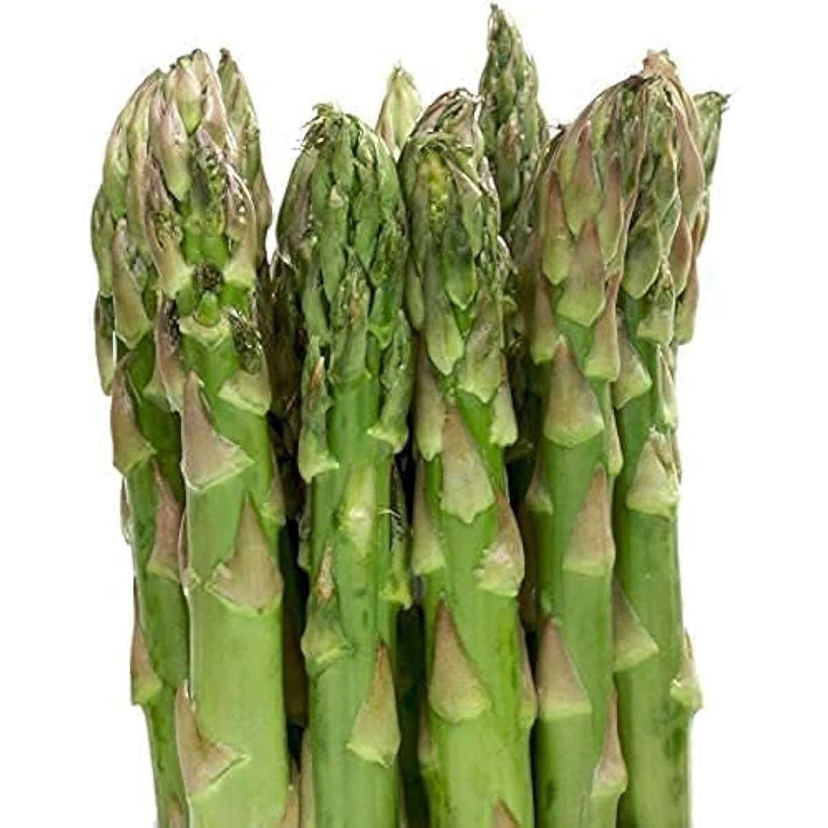 Mary Washington Asparagus Seeds – Heirloom Non-GMO | up to 50%
