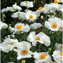 Romneya Coulteri Flower Seeds